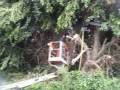 ficus cutting